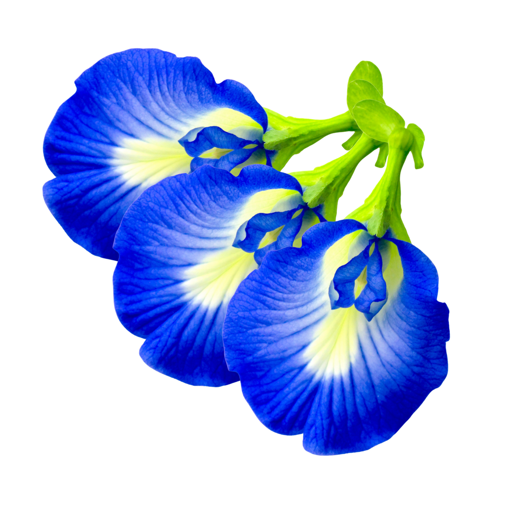BUTTERFLY PEA