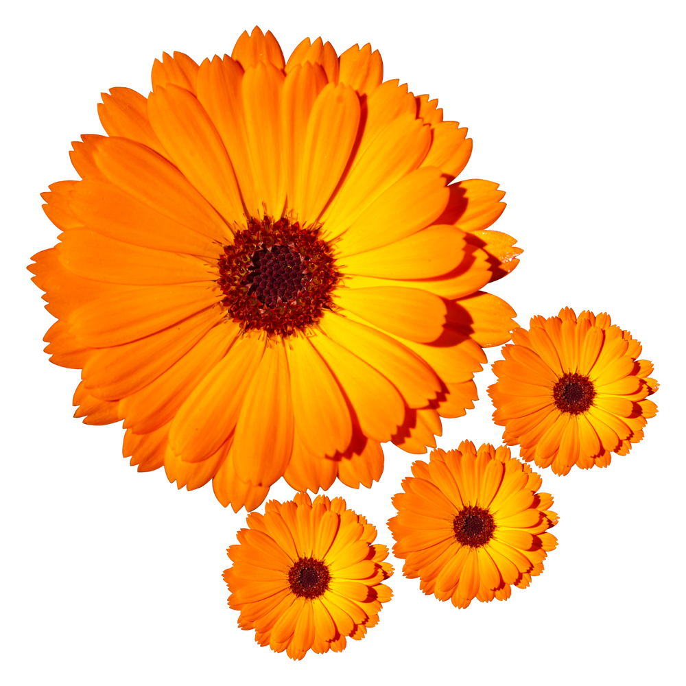 CALENDULA