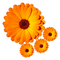 CALENDULA