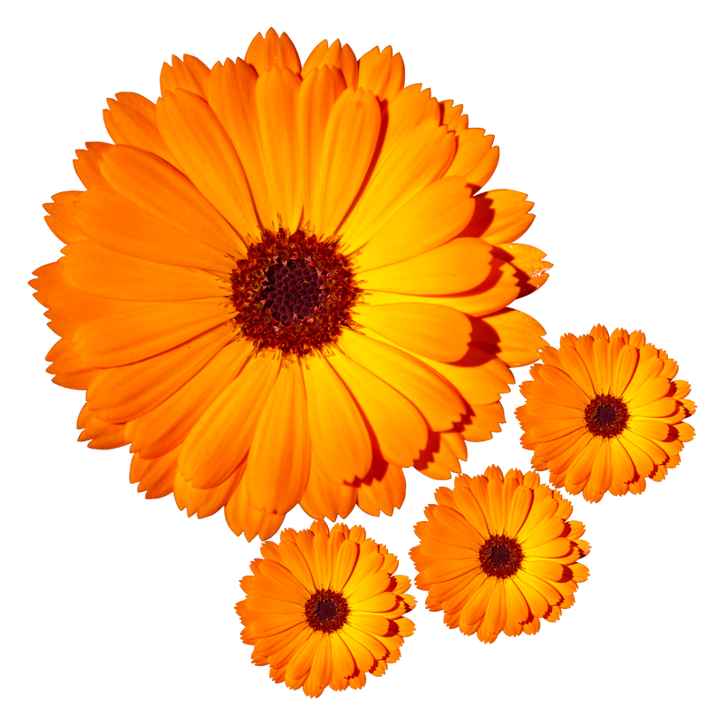 CALENDULA