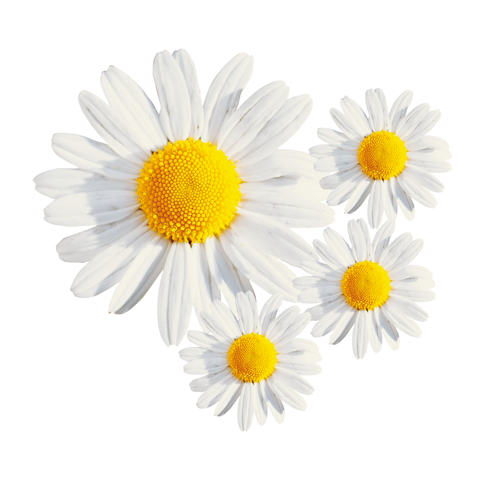 CHAMOMILE