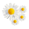 CHAMOMILE