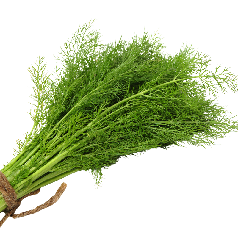 DILL LEAVES