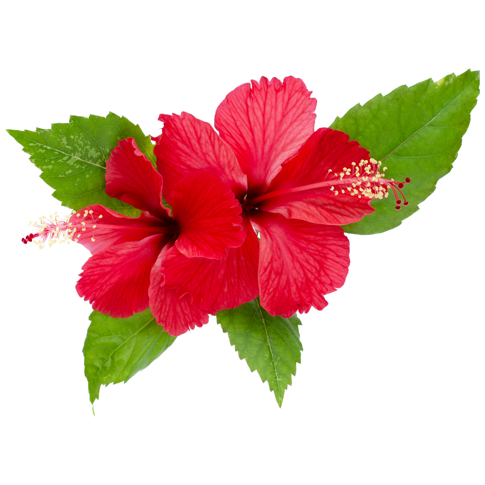 HIBISCUS