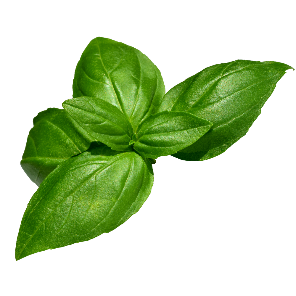 HOLY BASIL LEAVES