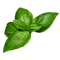 HOLY BASIL LEAVES