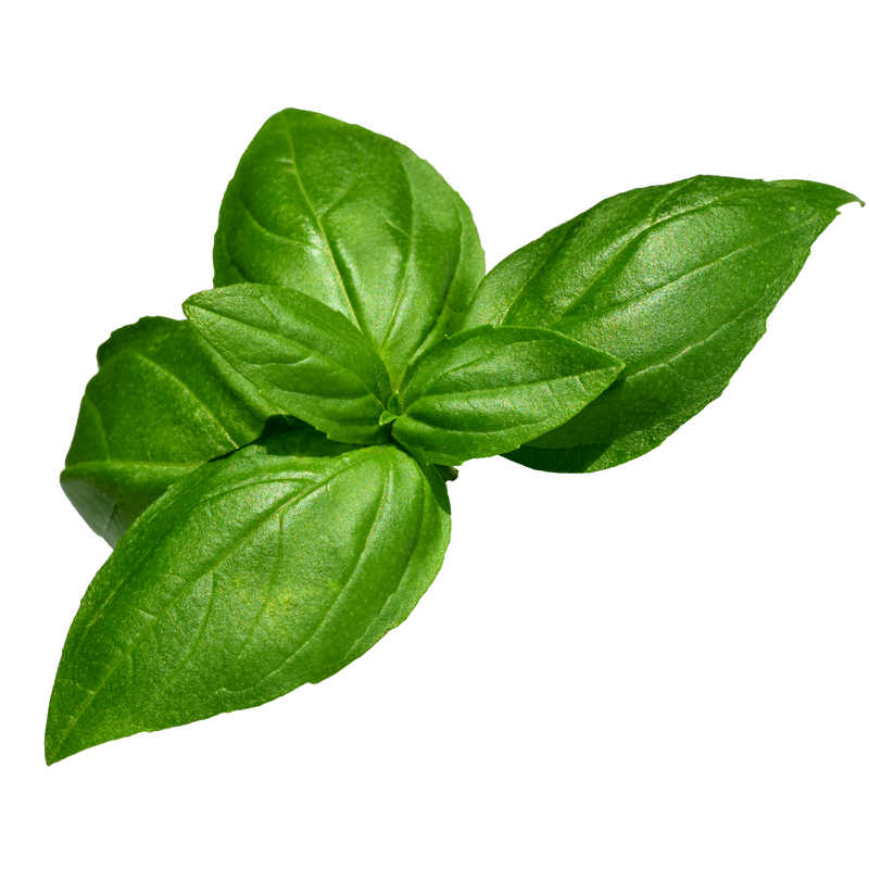 HOLY BASIL LEAVES