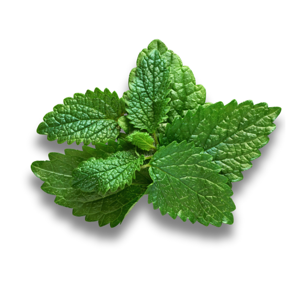 LEMON BALM LEAVES