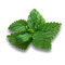 LEMON BALM LEAVES