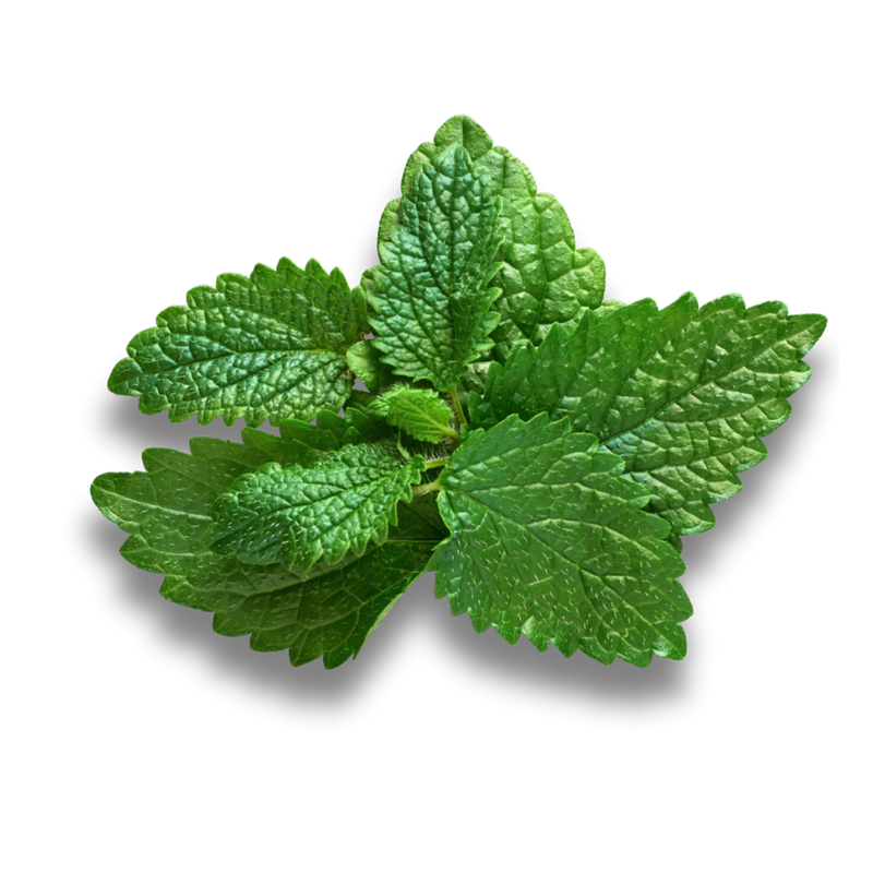 LEMON BALM LEAVES