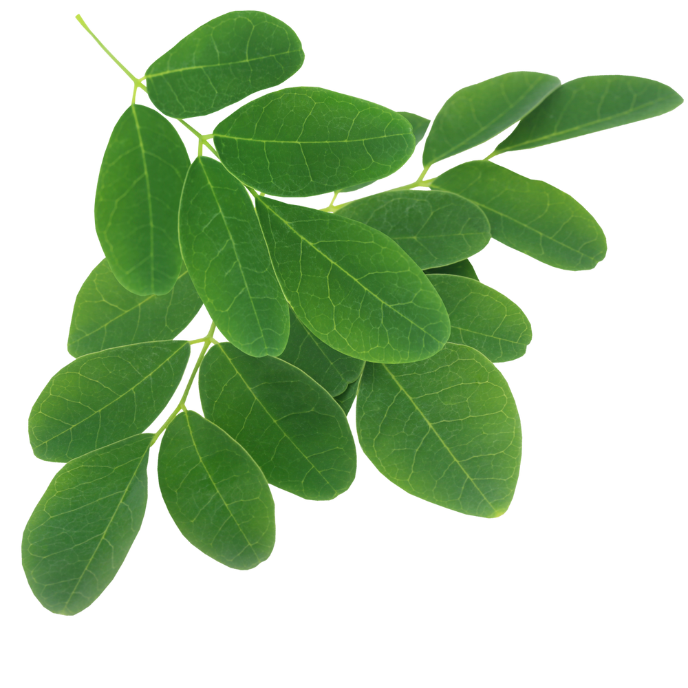 MORINGA LEAVES