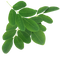 MORINGA LEAVES