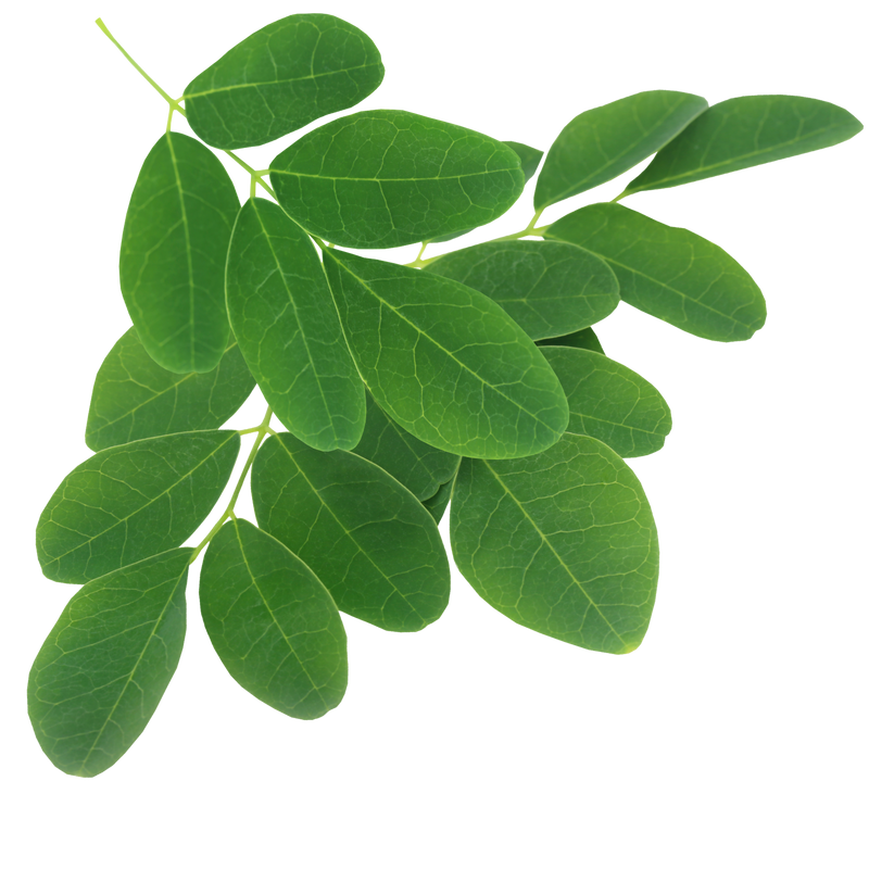 MORINGA LEAVES
