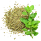 OREGANO LEAVES (ORIGANUM VULGARE)