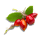ROSEHIPS