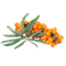 SEABUCKTHORN BERRIES