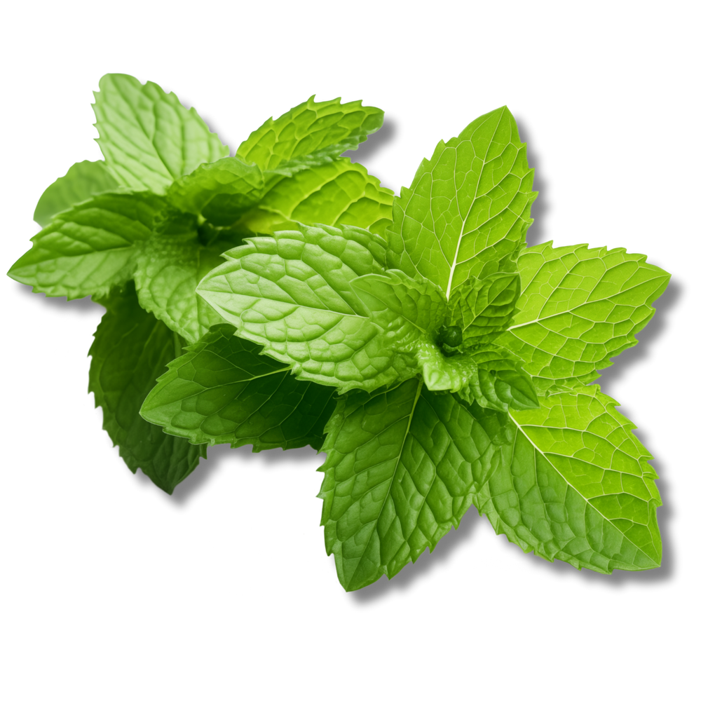 SPEARMINT LEAVES