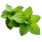 SPEARMINT LEAVES