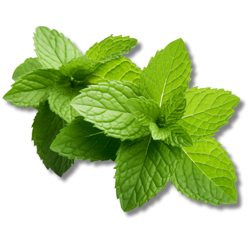SPEARMINT LEAVES